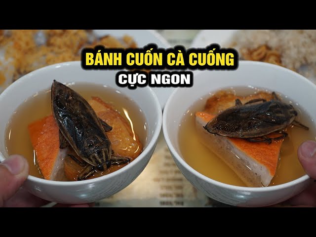 Cách nuôi cà cuống quý hiếm, ngon và có tác dụng thuốc 3 bánh cuốn cà cuống