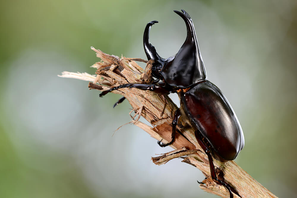 Bọ Hercules loài bọ khổng lồ đến từ rừng mưa nhiệt đới 1 Hercules beetles can be harmful to plants
