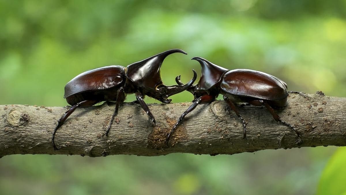 Bọ Hercules loài bọ khổng lồ đến từ rừng mưa nhiệt đới 2 Male beetles use their antennae and hind legs to fight for the right to mate with female beetles