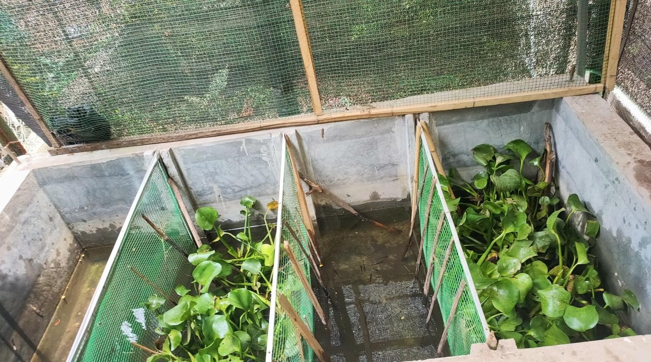 Mô hình kỹ thuật nuôi cà cuống đạt hiệu quả kinh tế cao 7 Quản lý mật độ thả giống Lethocerus indicus