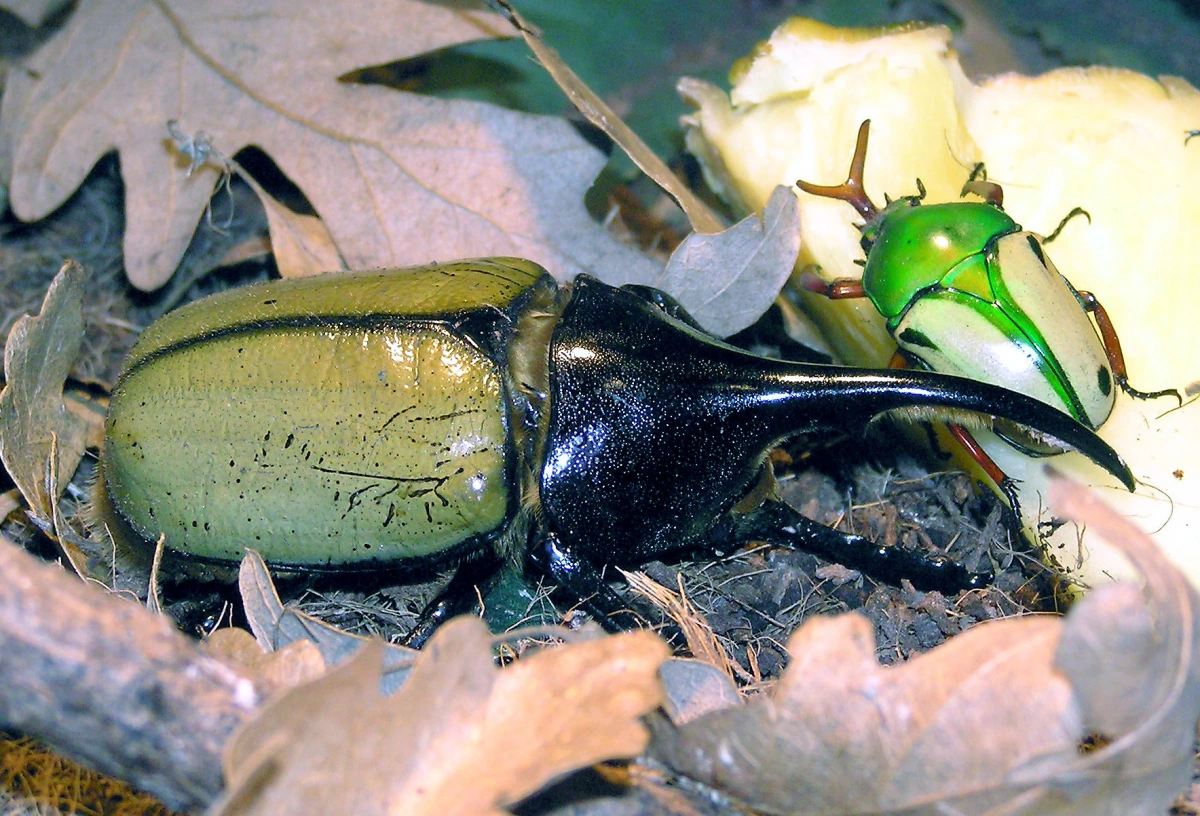 Bọ Hercules loài bọ khổng lồ đến từ rừng mưa nhiệt đới 3 What do Hercules beetles eat