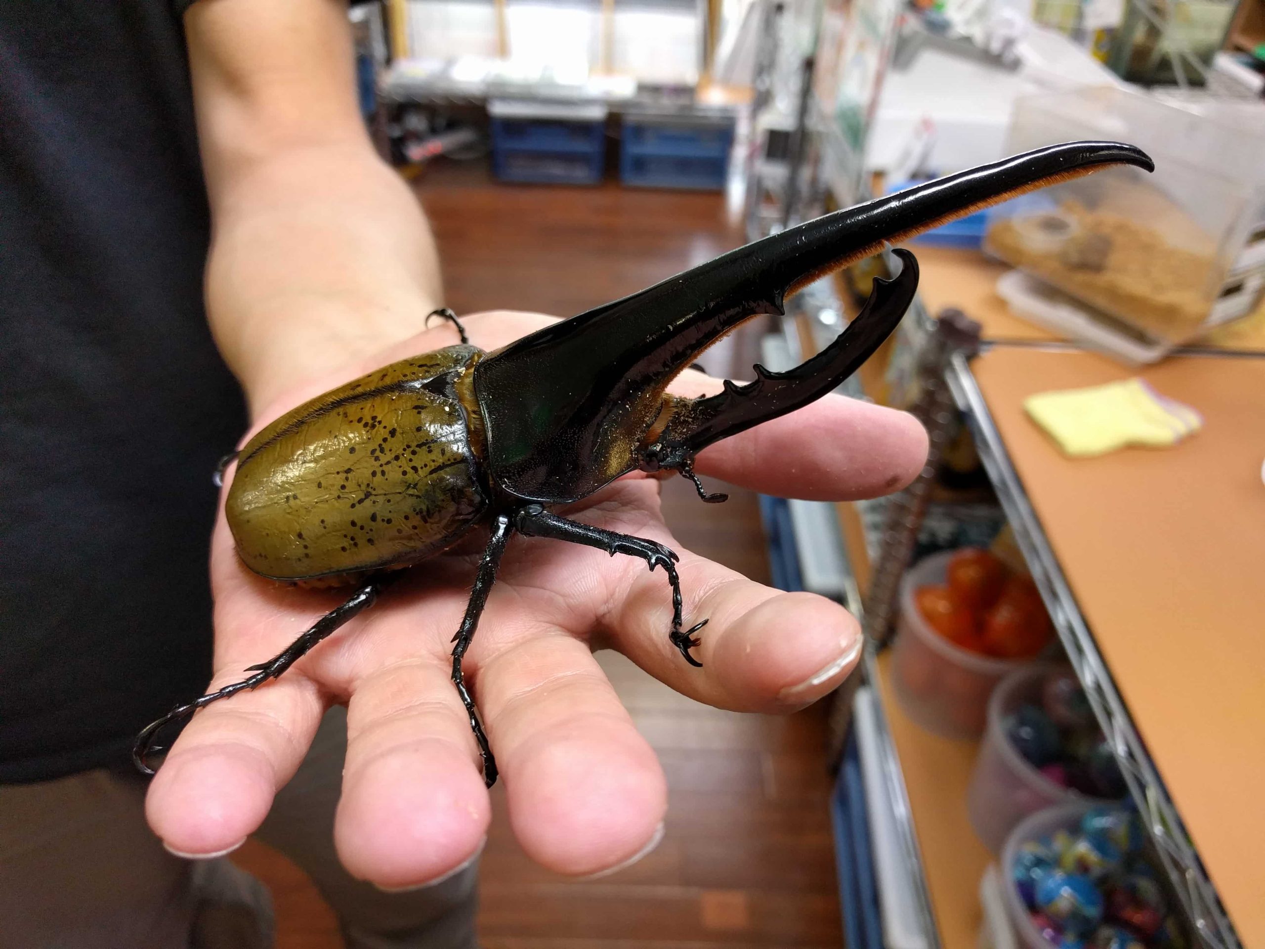 Bọ Hercules loài bọ khổng lồ đến từ rừng mưa nhiệt đới 5 Where to buy Hercules beetles