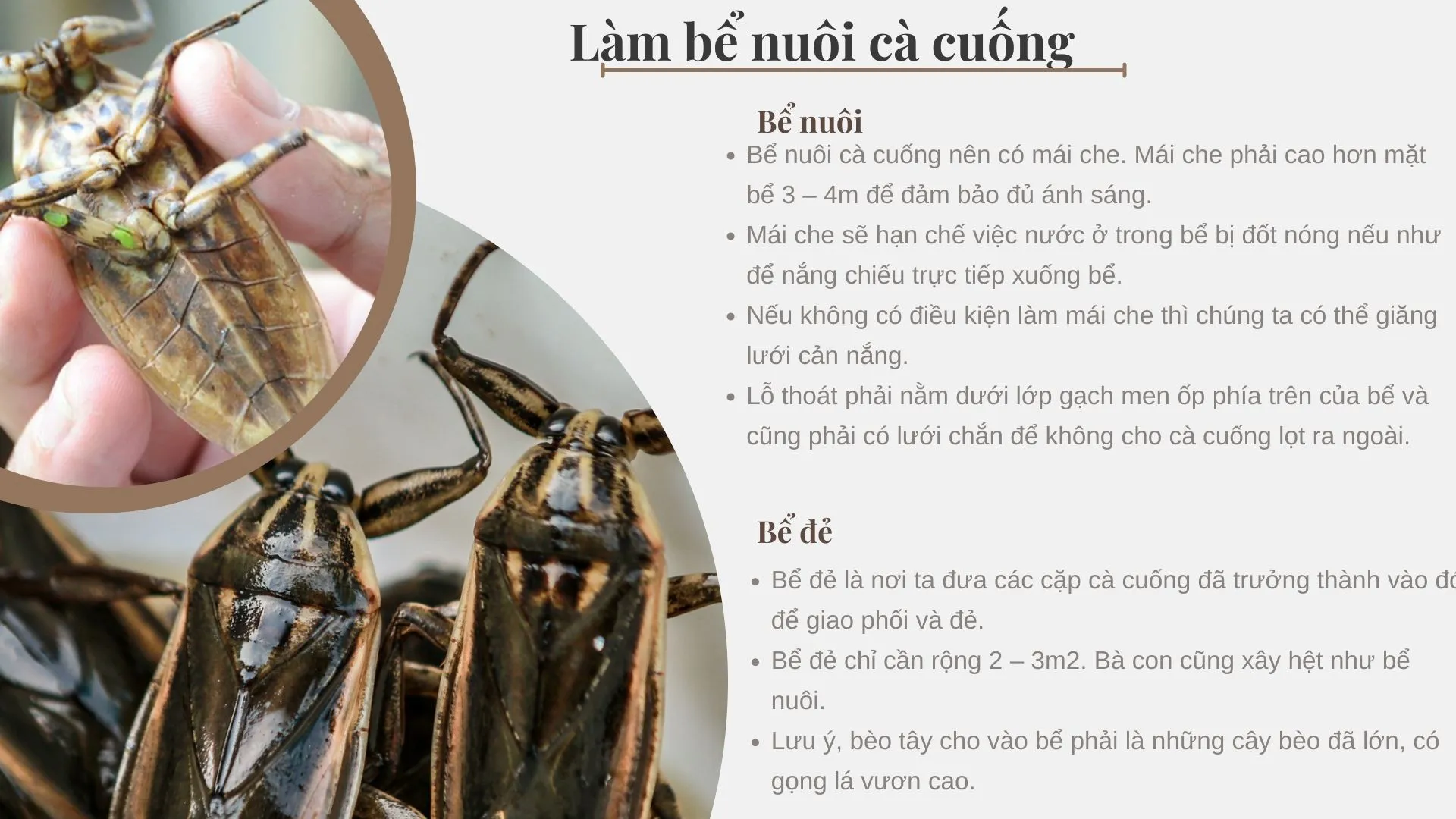 Mô hình kỹ thuật nuôi cà cuống đạt hiệu quả kinh tế cao 5 Xây dựng hồ ao nuôi cà cuống