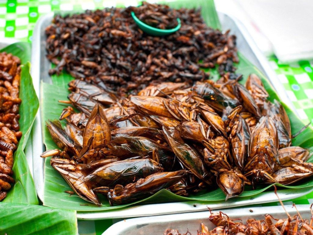 Mô hình kỹ thuật nuôi cà cuống đạt hiệu quả kinh tế cao 9 cà cuống hút chân không sấy khô