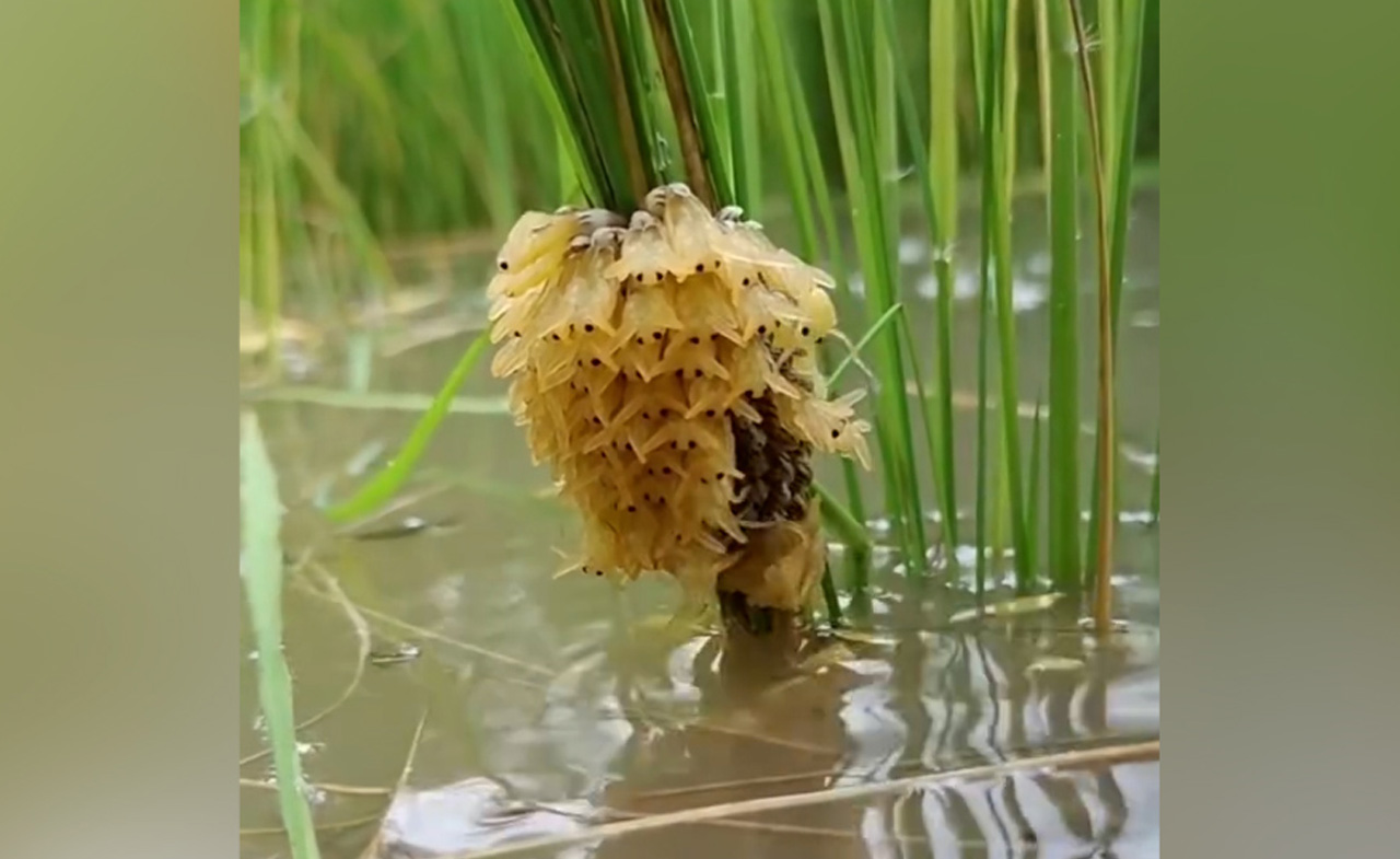 Natural Lethocerus indicus