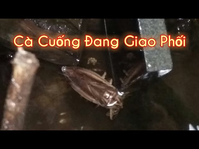 Cà cuống đang giao phối