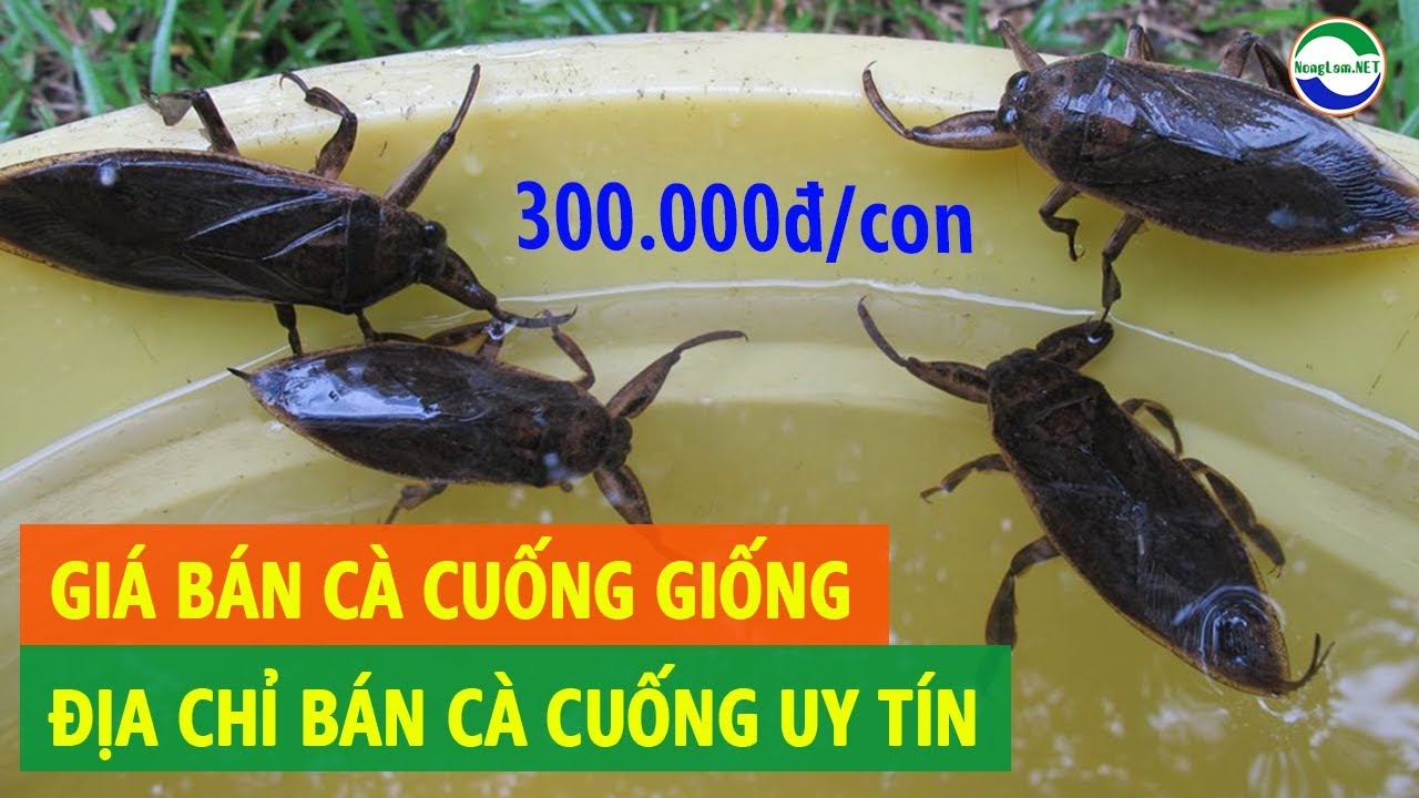 Cà cuống giống 300000 đ 1 con