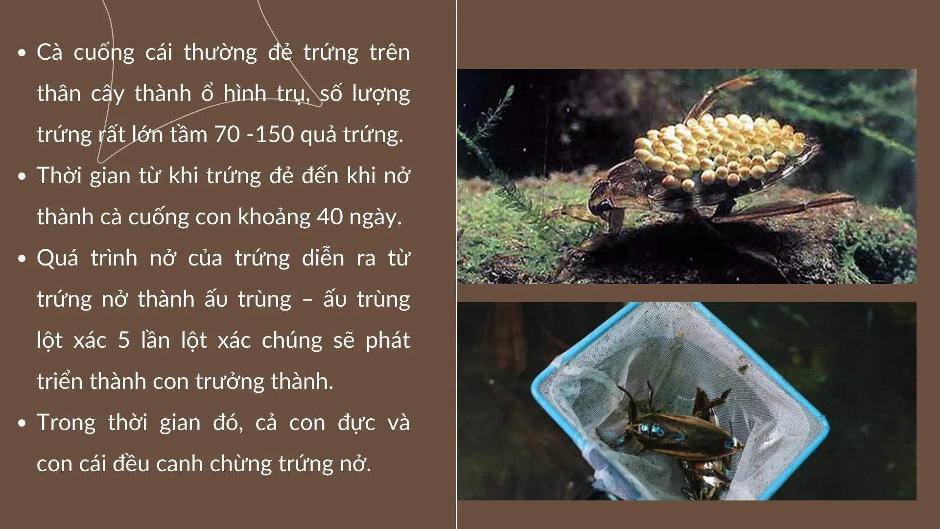 cà cuống đẻ trứng