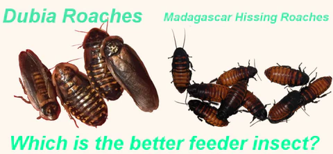 Compare and differentiate between Madagascar cockroaches and Dubia cockroaches