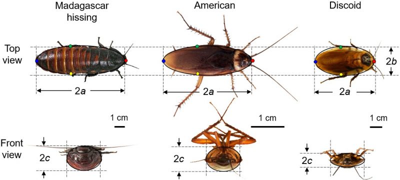 Comparison between house cockroaches and Madagascar wind cockroaches