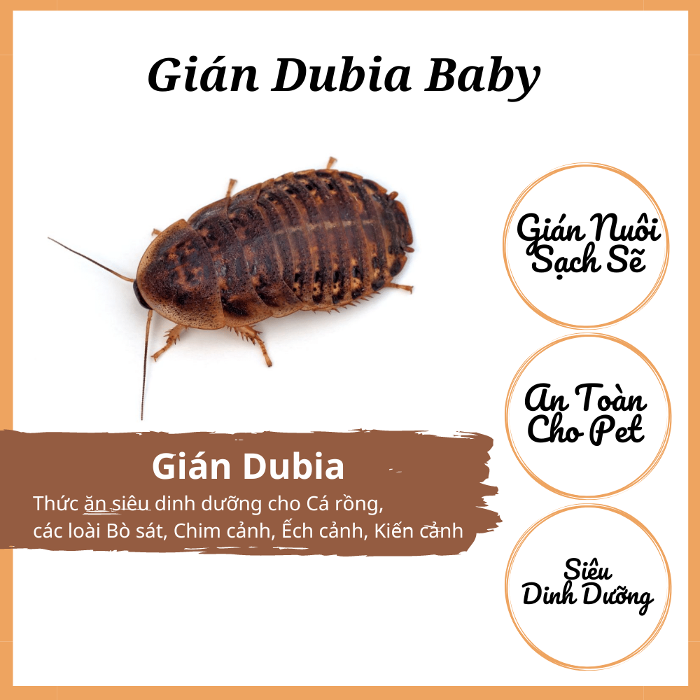 Gián dubia thực phẩm cho Cá Rồng và Bò sát