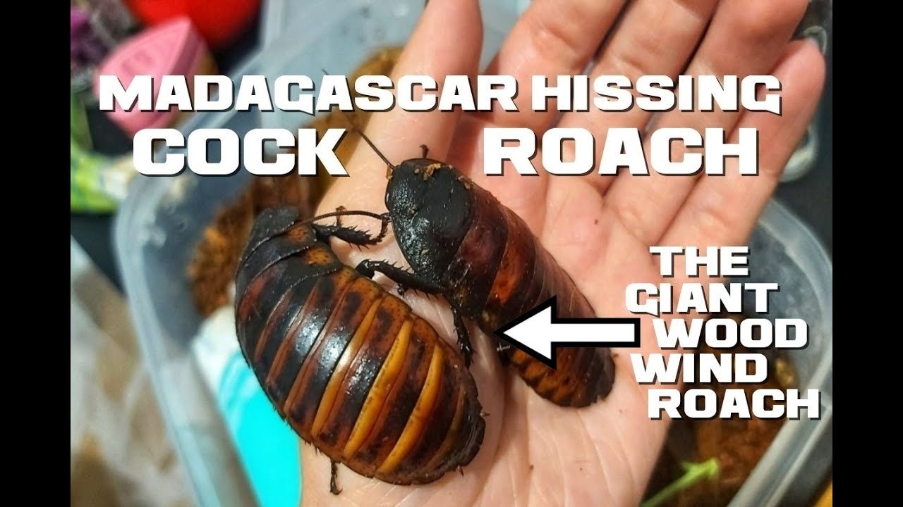 Introducing the giant Madagascar wind cockroach