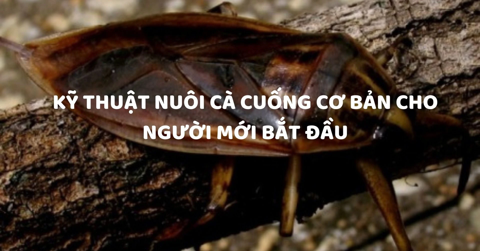 Mo hinh ky thuat nuoi ca cuong dat hieu qua kinh te cao