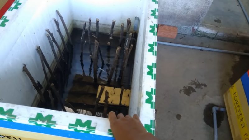 Quy trình nuôi cà cuống trong thùng xốp cho người mới