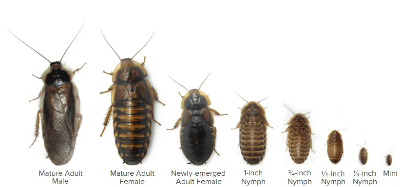 dubia cockroaches reproduce